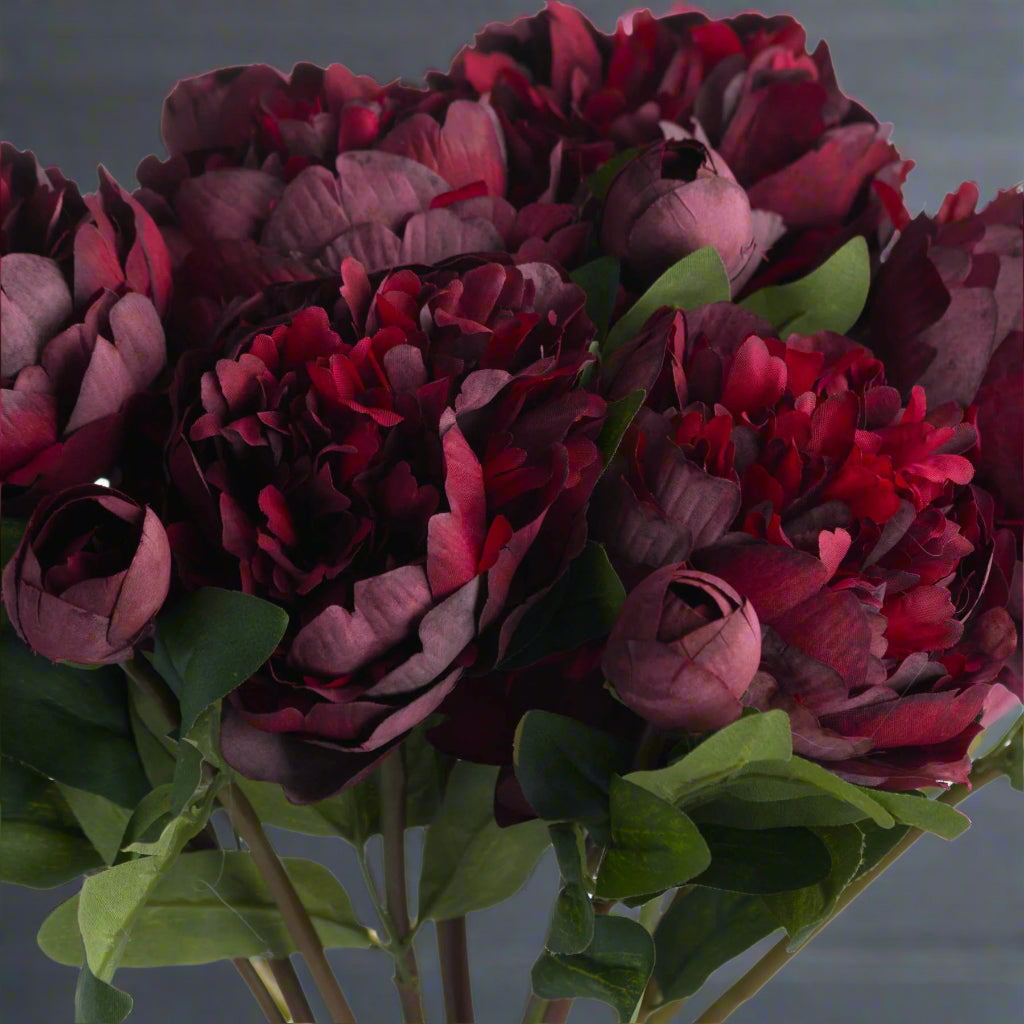 Close up shot of multiple burgundy peony roses showing their rich color.