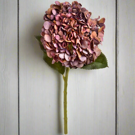 Autumn Coffee Hydrangea (Save 20%)
