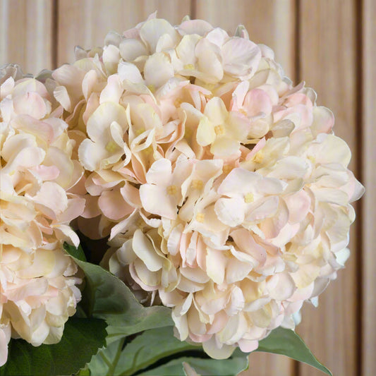 Autumn White Hydrangea (Save 20%)