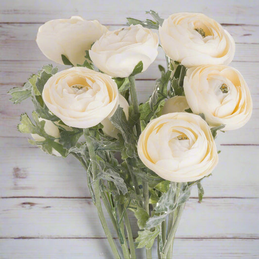 Soft Cream Ranunculus