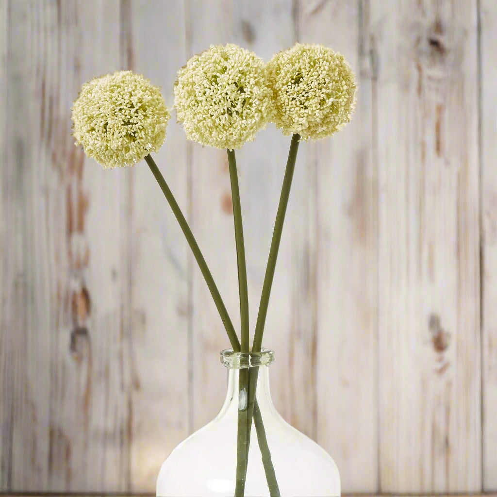 Cream Allium Stem