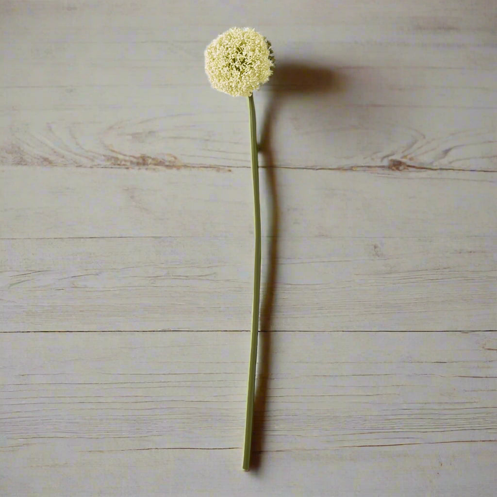 Cream Allium Stem