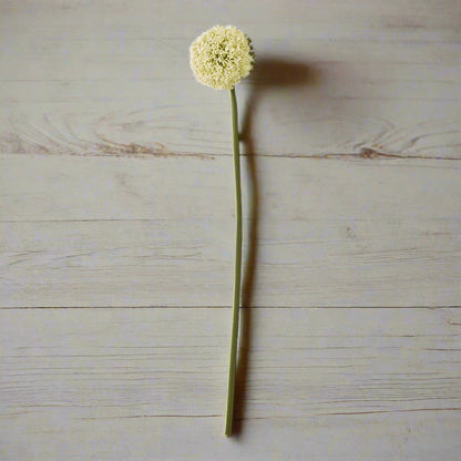 Cream Allium Stem