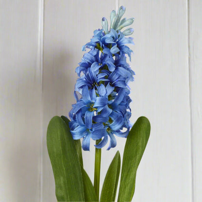 Blue Hyacinth Stem