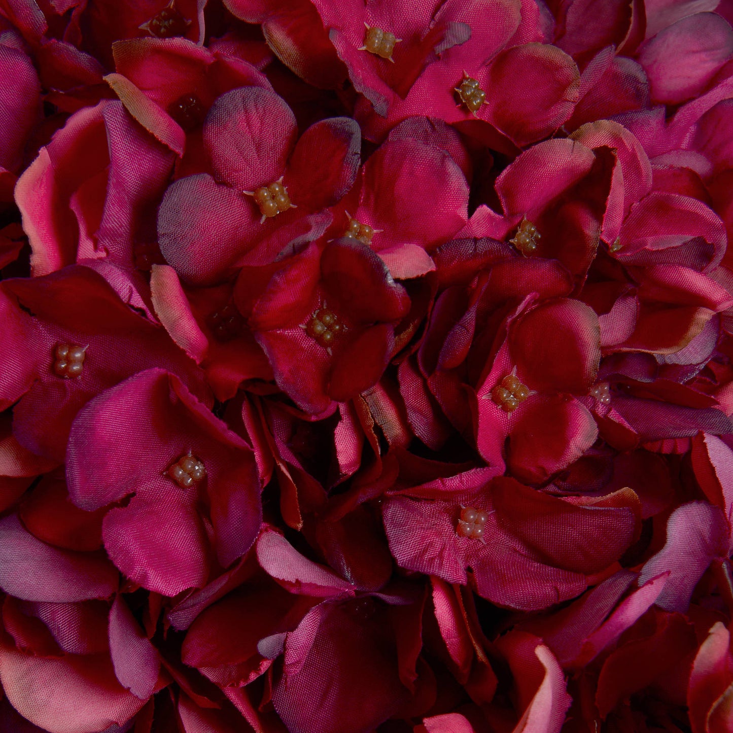 A detailed view of a cluster of bright autumn ruby hydrangea flowers, showcasing their rich color and texture.