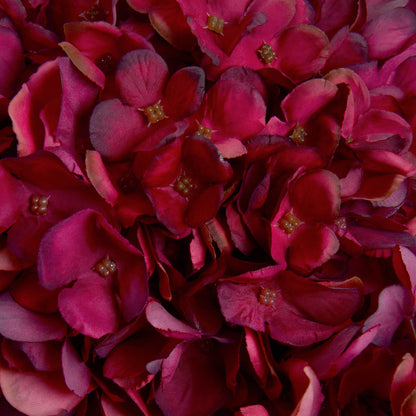 A detailed view of a cluster of bright autumn ruby hydrangea flowers, showcasing their rich color and texture.