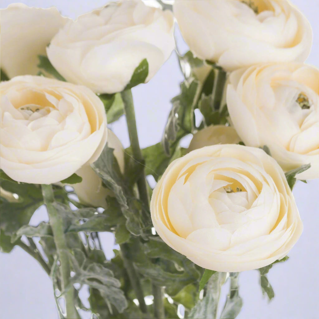 Close-up of elegant soft cream ranunculus flowers in bloom.