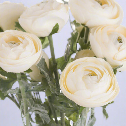 Close-up of elegant soft cream ranunculus flowers in bloom.
