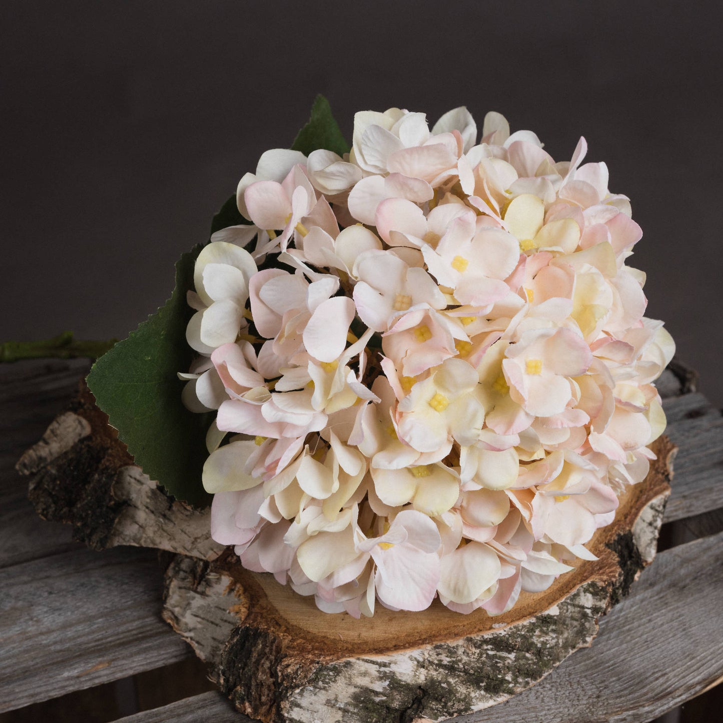Close-up of a single Autumn White Hydrangea bloom placed on a wood slice, highlighting its natural detail and texture.