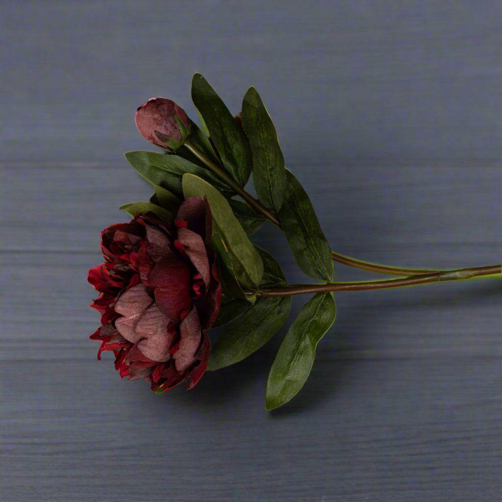 Aerial shot of one burgundy peony rose showing the rich burgundy tone.