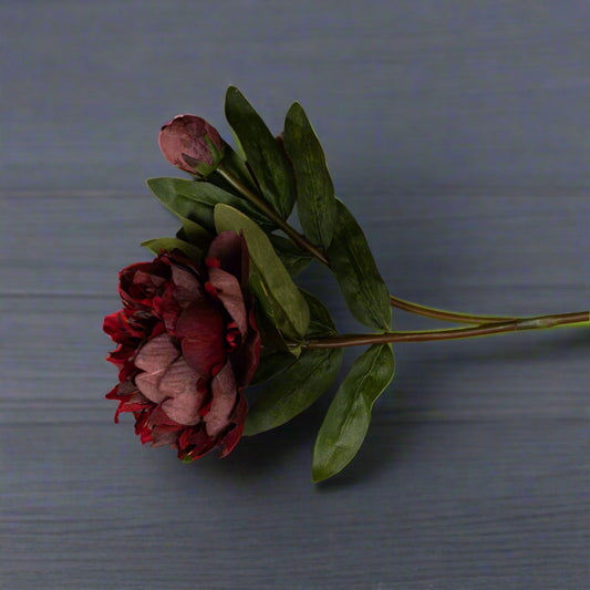 Aerial shot of one burgundy peony rose showing the rich burgundy tone.