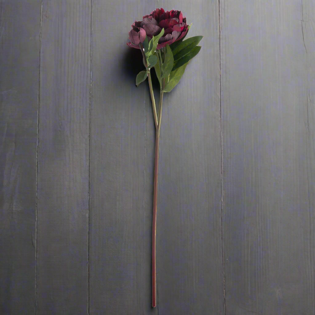 Aerial shot of one long-stemmed burgundy peony rose on a grey surface.