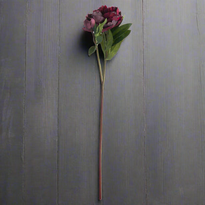 Aerial shot of one long-stemmed burgundy peony rose on a grey surface.