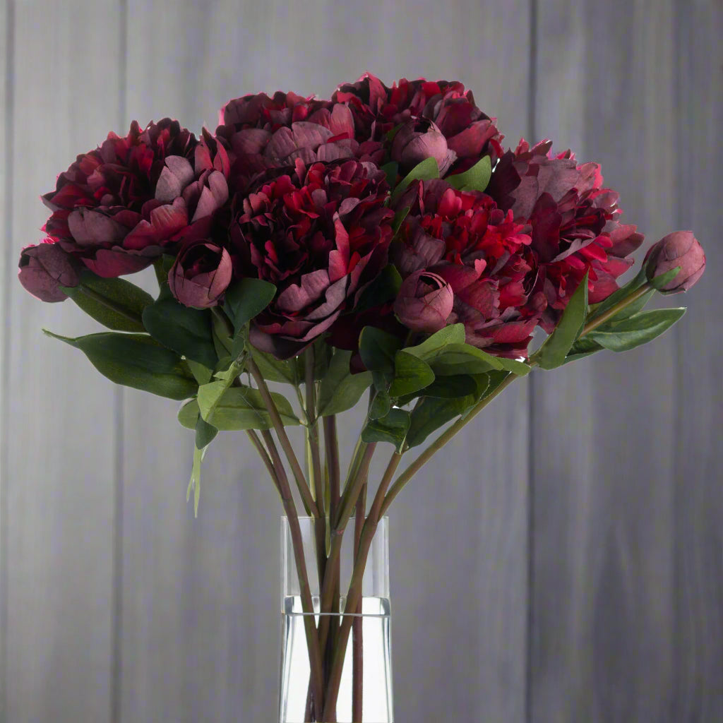 Close up front view of a bunch of burgundy peony roses in a clear vase.
