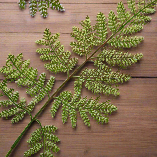 Aerial shot of a large bracken fern spray laid flat.
