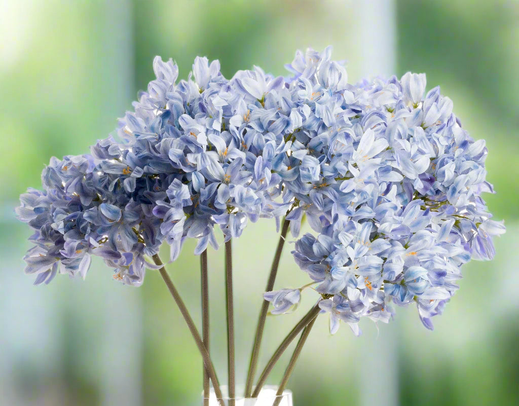 Front view of a bunch of light blue agapanthus flowers with faded outdoor greenery in the background.