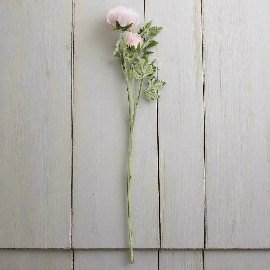 Two pastel pink ranunculus stems with green foliage, ideal for mixing into floral arrangements.