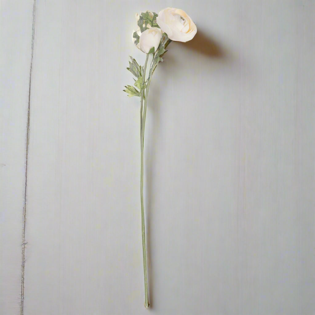 Soft cream ranunculus flower with a green stem against a pale backdrop.