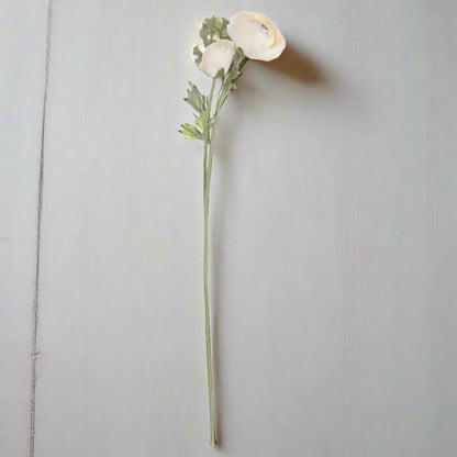 Soft cream ranunculus flower with a green stem against a pale backdrop.