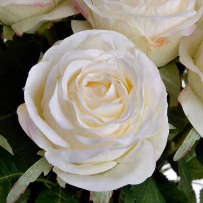 Aerial view of a bloomed traditional white rose flower.